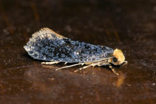 Monopis laevigella